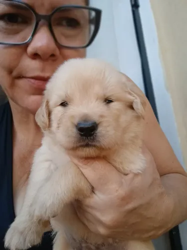 Filhotes de Golden Retriever