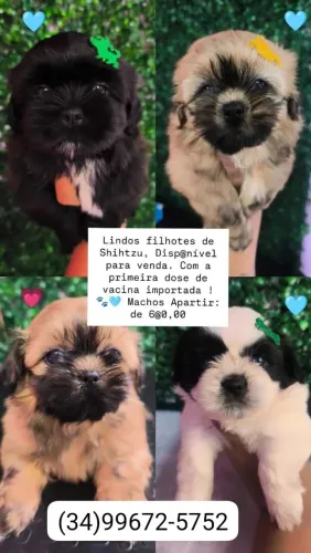 Shihtzu 