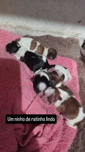 Shitzu machos 