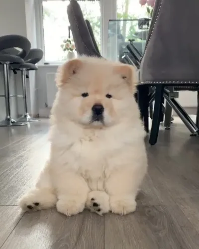 Chow chow fofo demais confira