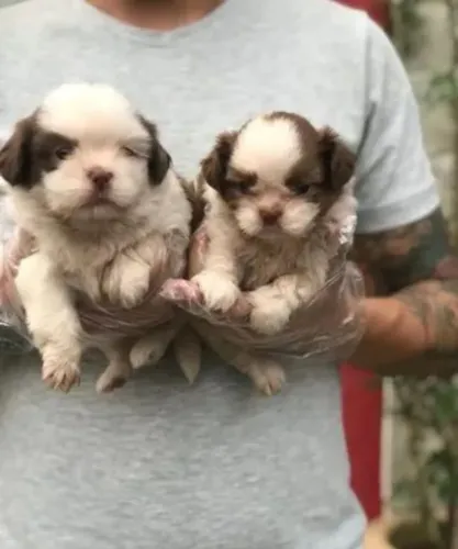 Shih Tzu Filhote Para Tornar Cada Dia Mais Carinhoso