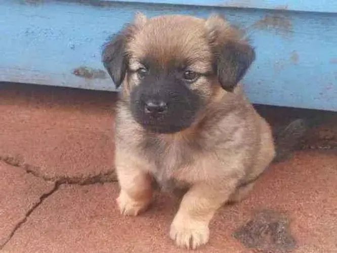 POODLE Procurando lealdade pura e sincera? Conheça nossos filhotes! CHAMA 9 975I 649I