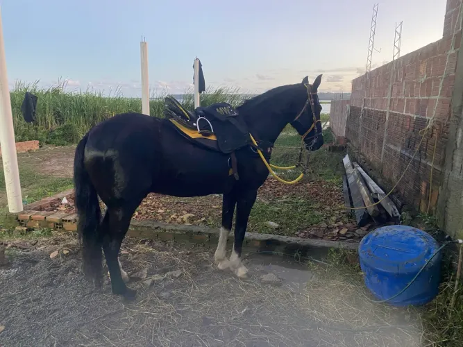 Cavalo