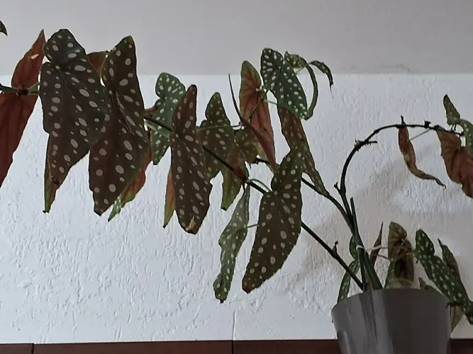 Planta Begonia muito linda