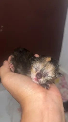 Doa-se gatinhos 