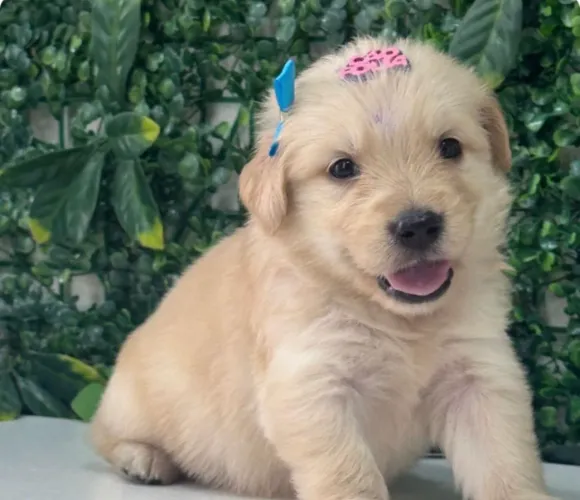 Filhotes de Golden Retrivier