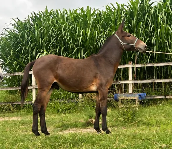 BURRO DE PATRÃO