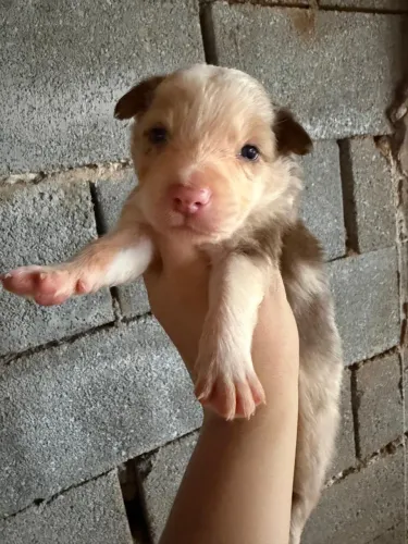 Filhotes Border Collie