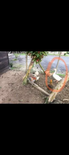Gansa chinesa
