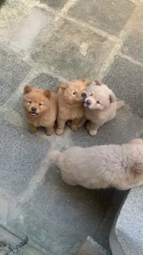Vendo filhotes de Chow-Chow