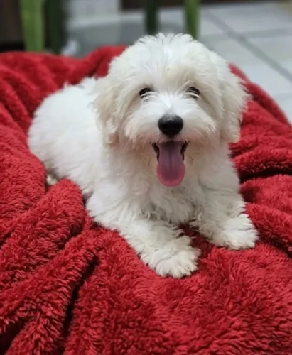 Filhotes de poodle