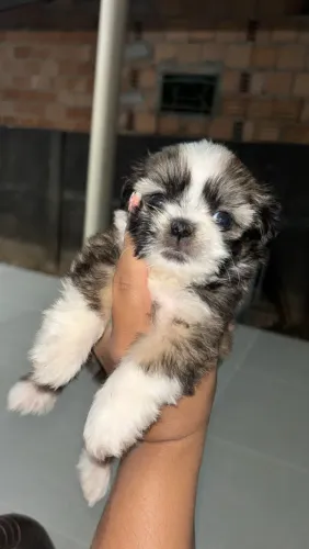 Vende-se Shihtzu fêmea !!