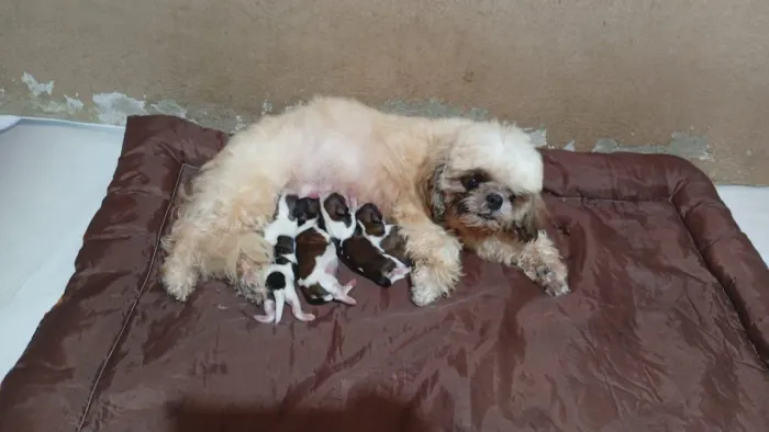 Vende-se lindíssimos filhotes de Shitzu com pedigree CBKC 