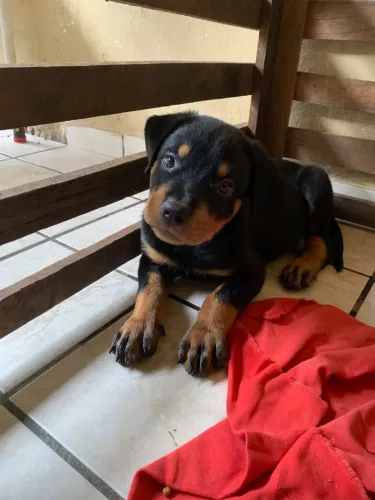 Vende cachorro