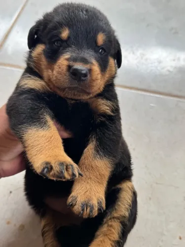 Rottweiler Macho