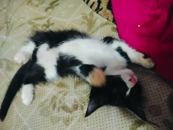Gato