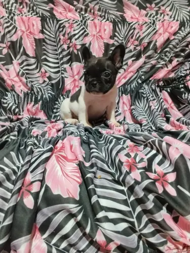 Bulldog francês