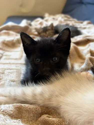 Gatinho para adoção 2 meses (macho)