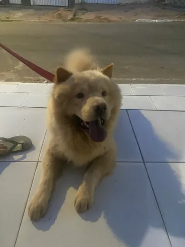 Chow chow 