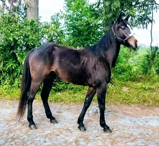 Cavalo QM Zaino Pronto Três tambores, linhagem importada EUA
