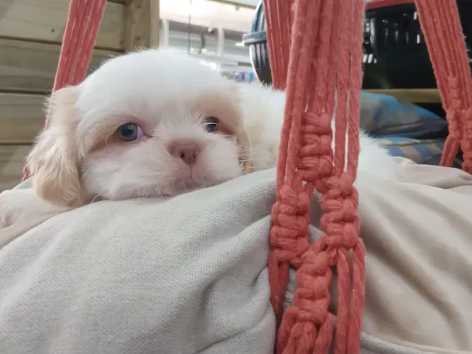 Shihtzu Fêmeas e Machos