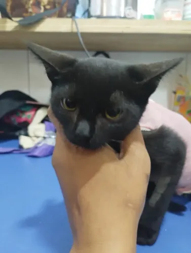 doa se gata fêmea filhote castrada