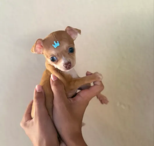 Pinscher 