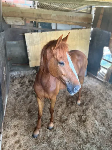 Cavalo Mangalarga 