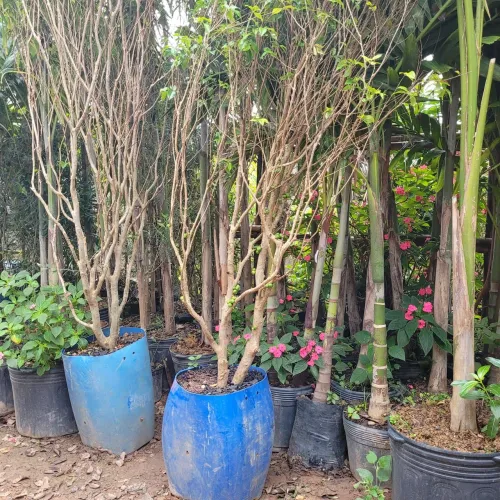 JABUTICABA ADULTA PRODUZINDO