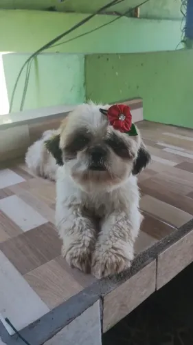 Shihtzu fêmea
