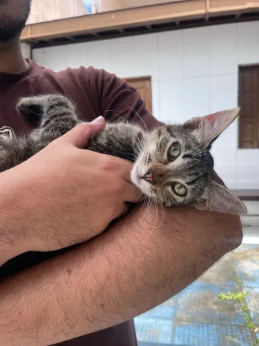 Filhote de gato