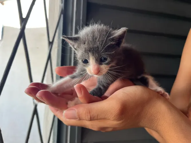 Gatinhos para adoção