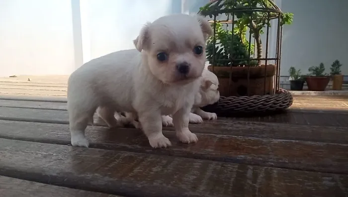 Filhote de Chihuahua