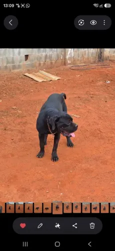 Cane corso 