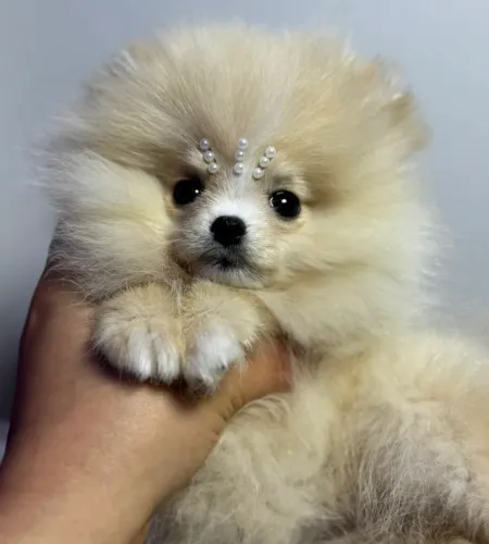 Spitz alemão anão fêmea minúscula creme 