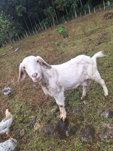 Cabra leiteira