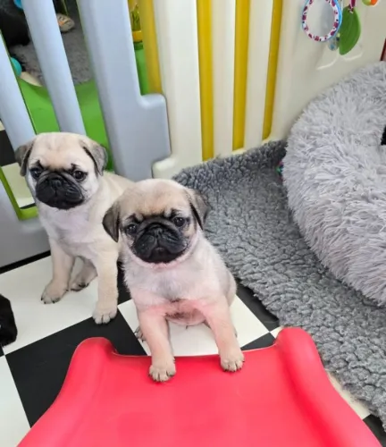 Filhote de Pug Pequeno no Porte e Gigante na Alegria
