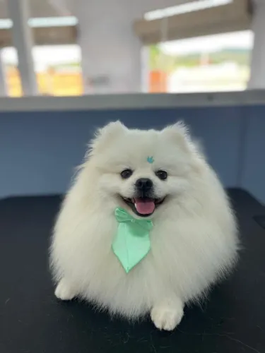 Spitz Alemão (Lulu da Pomerânia) Macho Disponível para Cruzamento - Cobertura