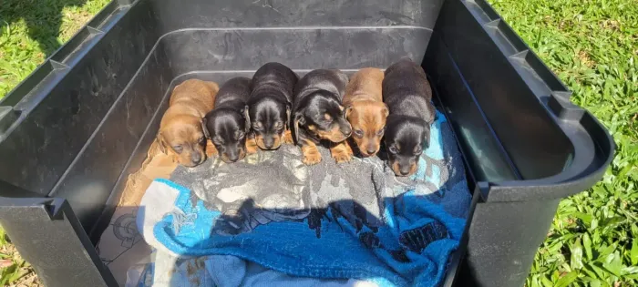 ? Filhotes de Dachshund (Linguicinha) d