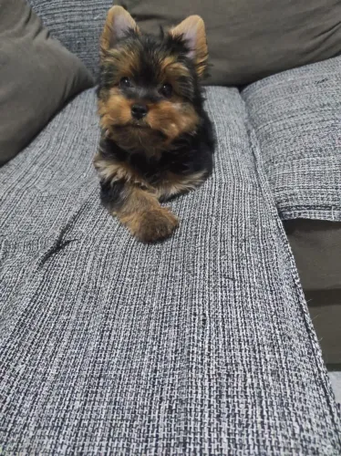 Seu Novo Melhor Amigo Está Aqui! York Macho Disponível