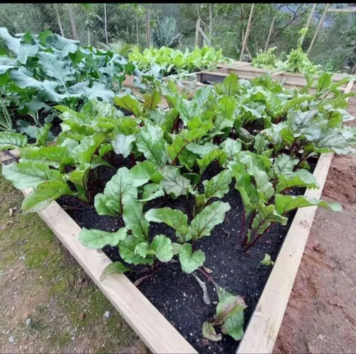 Terra preta orgânica adubada