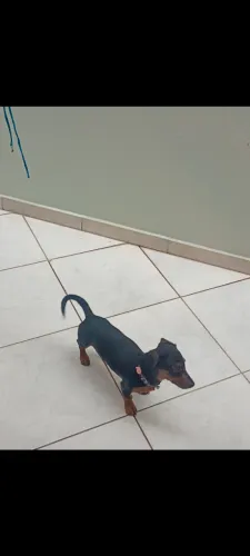 Filhote de basset salsicha fêmea