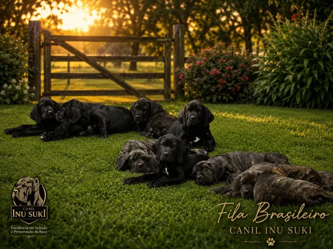 Filhotes de Fila Brasileiro com pedigree