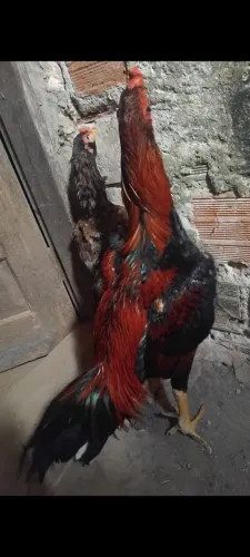 Frangos de raça