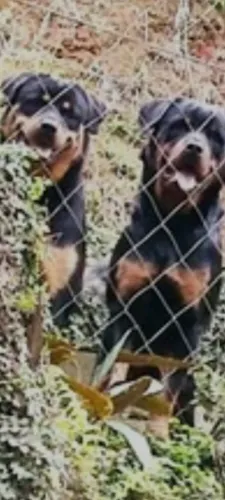 Rottweiler Com Pedigree 