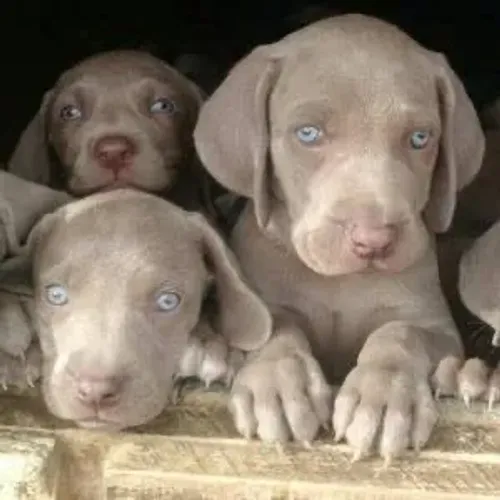 Weimaraner Casal 