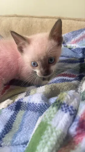 Filhote de gato macho