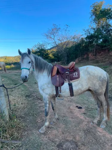 Vendo cavalo
