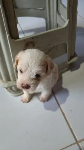 Vendo filhotes de poodle (fêmeas)