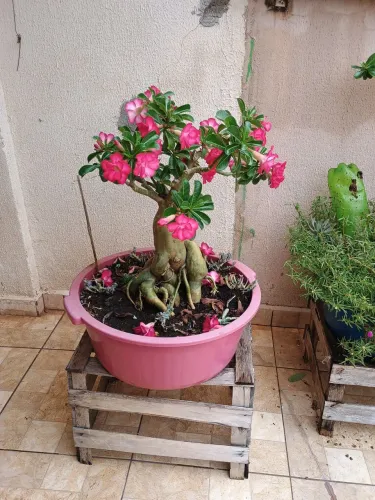 Rosa do deserto